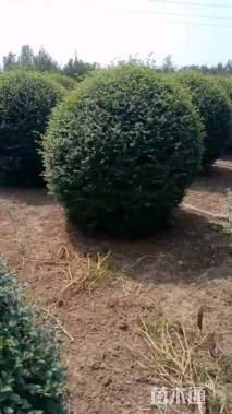 冠幅150厘米小叶女贞球
