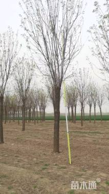 20公分嫁接香花槐