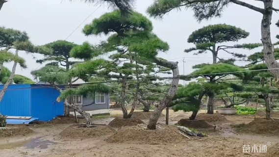 15公分造型黑松