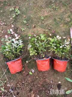 20厘米花叶络石