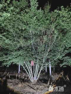 高度500厘米丛生鸡爪槭