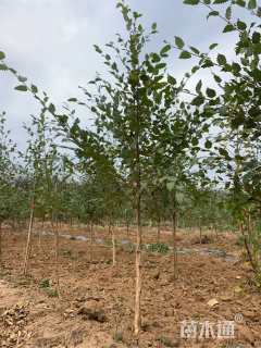 15公分欧洲白桦