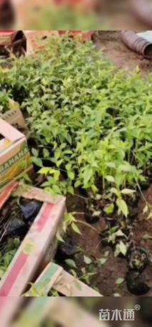 高度15厘米醉鱼草