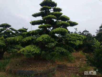 断根苗造型罗汉松