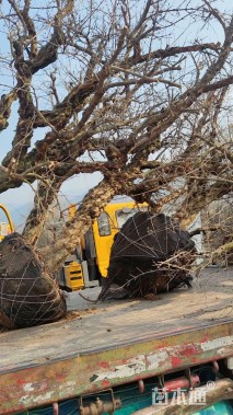 高度280厘米石榴