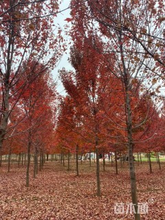 8公分美国红枫-红冠