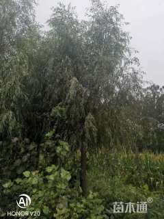 15公分金丝垂柳