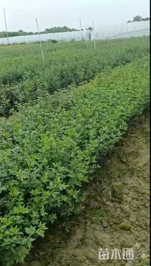 高度100厘米云南黄馨