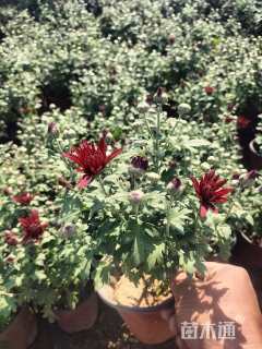 高度20厘米国庆菊