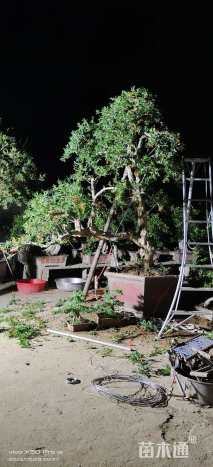 高度350厘米石榴