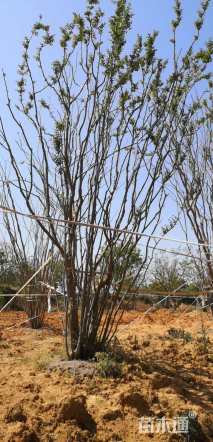 50公分丛生榉树