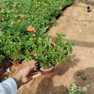 高度20厘米太阳花