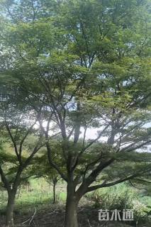 25公分中国红枫