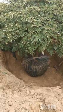 高度300厘米紫斑牡丹