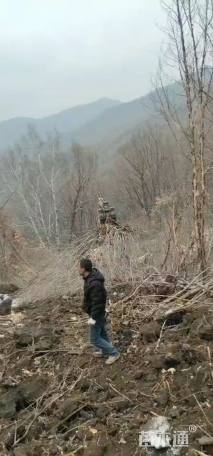 高度750厘米丛生五角枫