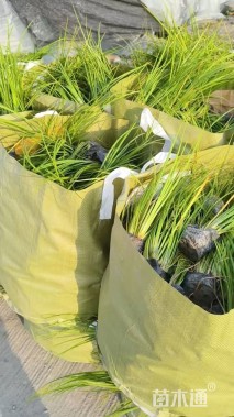 高度25厘米金叶石菖蒲