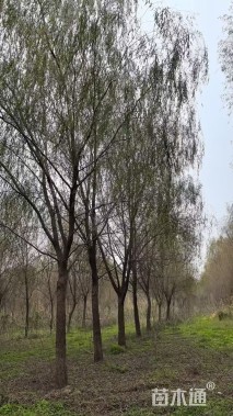 12公分西湖垂柳