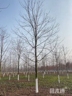 16公分美国红枫-秋火焰