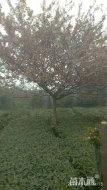 15公分垂丝海棠