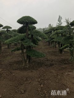 40公分造型对节白蜡