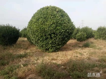 冠幅250厘米大叶黄杨球