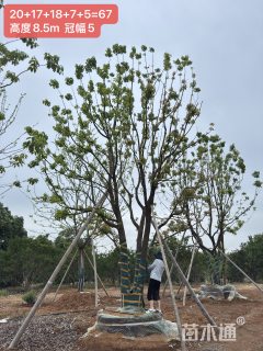 80公分(6杆)丛生香樟