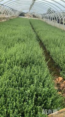 高度20厘米六月雪