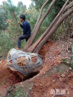 100公分(5杆)丛生香樟