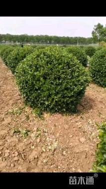 冠幅180厘米卫矛球