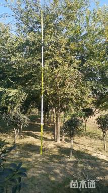 8公分(5杆)丛生朴树