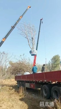 8公分(5杆)丛生栾树