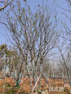 70公分丛生朴树