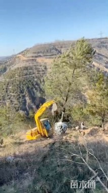 高度500厘米油松