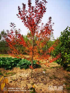 15公分美国红枫-红冠