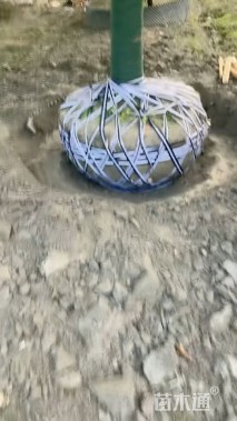 20公分高杆染井吉野樱