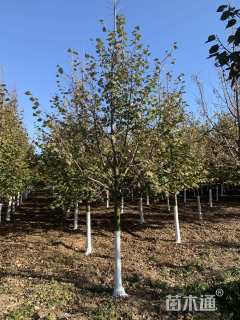 8公分欧洲小叶椴