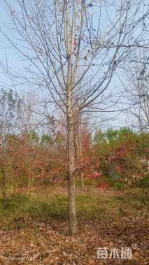 14公分美国红枫