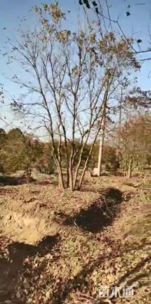 50公分丛生乌桕