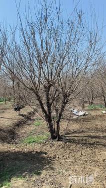 高度500厘米丛生黄栌