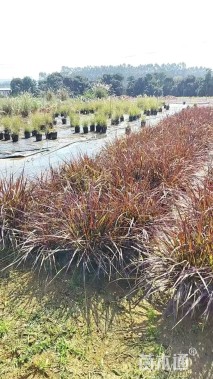 高度30厘米紫叶狼尾草