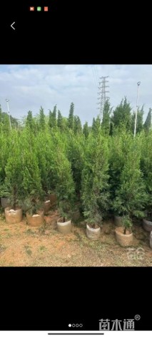 高度50厘米塔柏