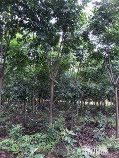 10公分黄山栾树