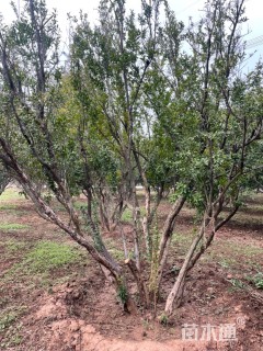 高度400厘米花石榴