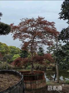 高度280厘米羽毛枫