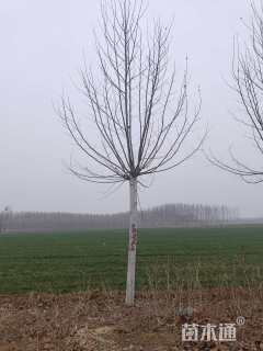 16公分速生法桐