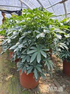 高度60厘米鸭脚木