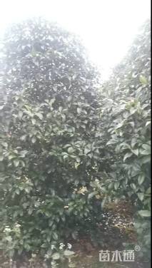 高度300厘米丛生桂花