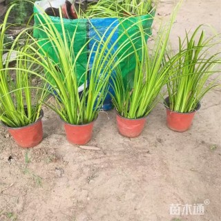 高度35厘米金线菖蒲