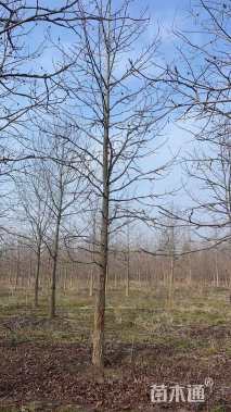 13公分北美枫香