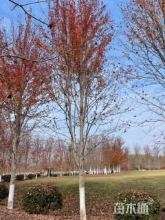 20公分北美红枫